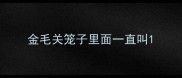 金毛关笼子里面一直叫
