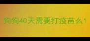 狗狗40天需要打疫苗么