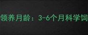 小狗最佳领养月龄3-6个月科学饲养全指南