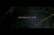 狗狗老睡觉怎么回事