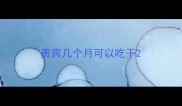 贵宾几个月可以吃干