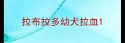 拉布拉多幼犬拉血