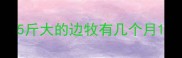 5斤大的边牧有几个月