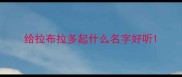 给拉布拉多起什么名字好听