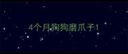 4个月狗狗磨爪子