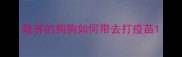散养的狗狗如何带去打疫苗