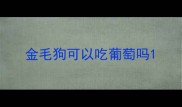 金毛狗可以吃葡萄吗