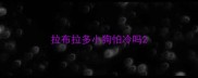拉布拉多小狗怕冷吗