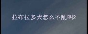 拉布拉多犬怎么不乱叫