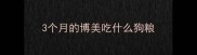 3个月的博美吃什么狗粮