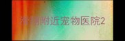 滑翔附近宠物医院