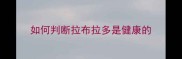 如何判断拉布拉多是健康的