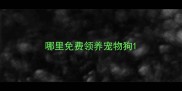 哪里免费领养宠物狗