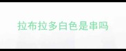 拉布拉多白色是串吗