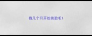 猫几个月开始换胎毛
