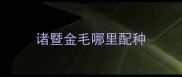 诸暨金毛哪里配种