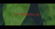 女子带宠物狗上街