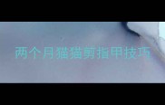 两个月猫猫剪指甲技巧