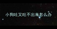 小狗吐又吐不出来怎么办