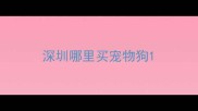 深圳哪里买宠物狗