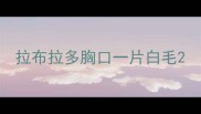 拉布拉多胸口一片白毛