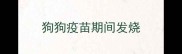狗狗疫苗期间发烧