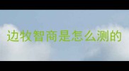 边牧智商是怎么测的