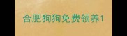 合肥狗狗免费领养