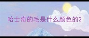 哈士奇的毛是什么颜色的