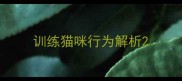 训练猫咪行为解析
