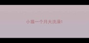 小猫一个月大洗澡
