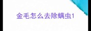 金毛怎么去除螨虫