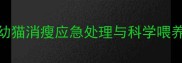 两个月幼猫消瘦应急处理与科学喂养全攻略