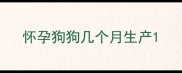怀孕狗狗几个月生产