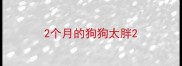 2个月的狗狗太胖