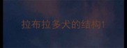 拉布拉多犬的结构