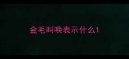 金毛叫唤表示什么
