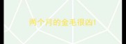 两个月的金毛很凶