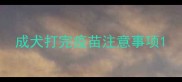 成犬打完疫苗注意事项