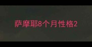 萨摩耶8个月性格