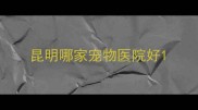 昆明哪家宠物医院好