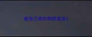 被自己家的狗抓疫苗