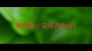 狗狗晚上突然很亢奋