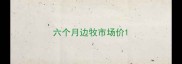 六个月边牧市场价