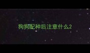 狗狗配种后注意什么