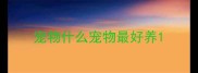 宠物什么宠物最好养