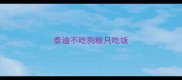 泰迪不吃狗粮只吃饭