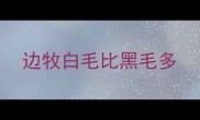 边牧白毛比黑毛多