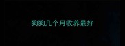 狗狗几个月收养最好