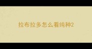 拉布拉多怎么看纯种